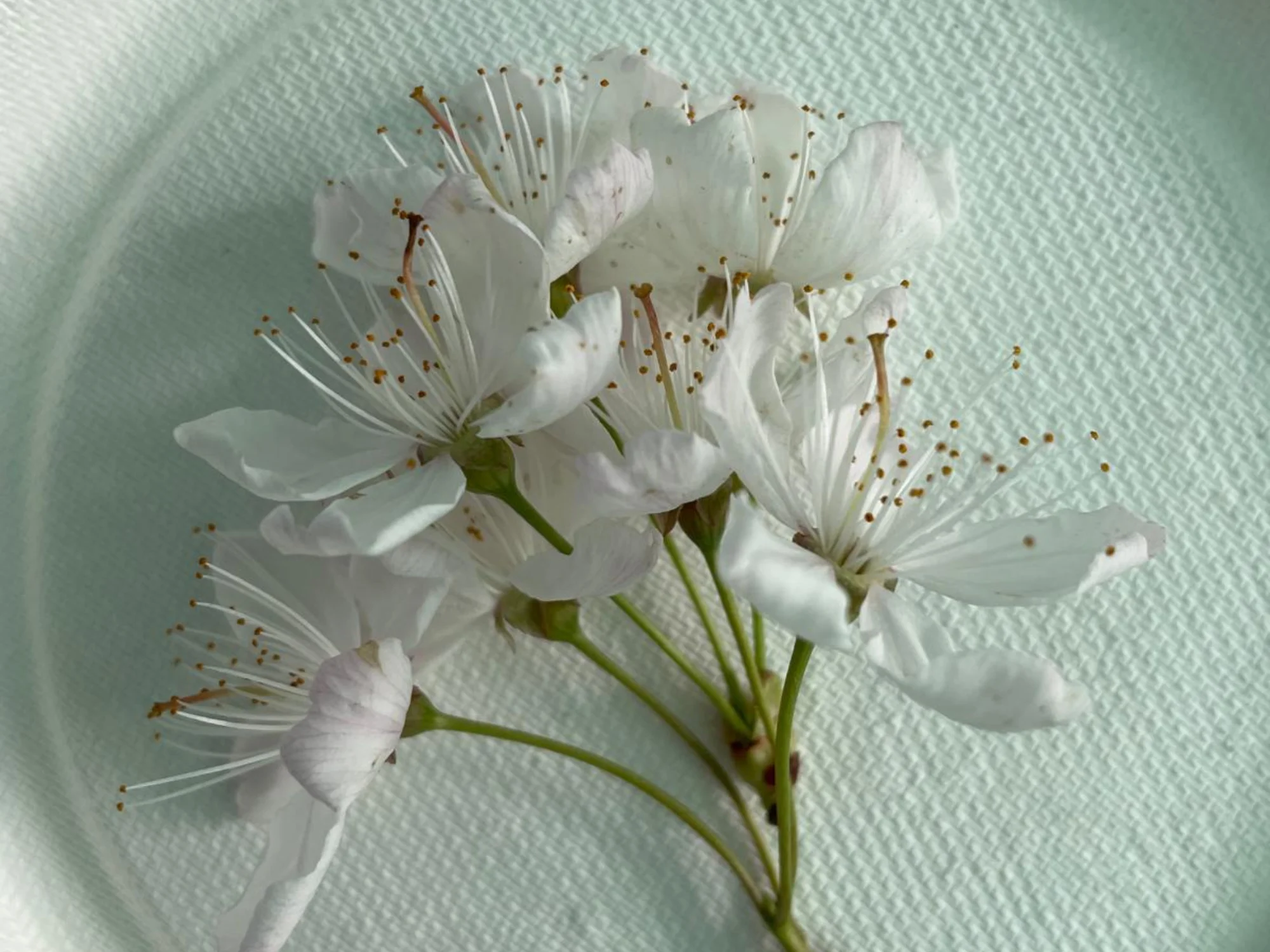 Villiers-le-Bell residency